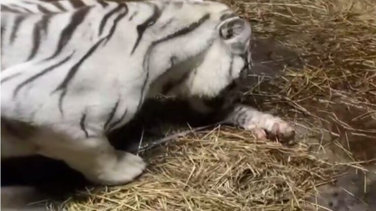 nascono 3 tigri bianche nascita