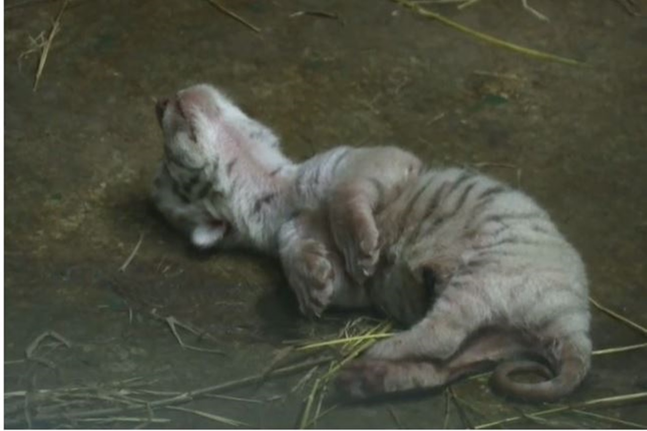 nascono 3 tigri bianche cucciolino