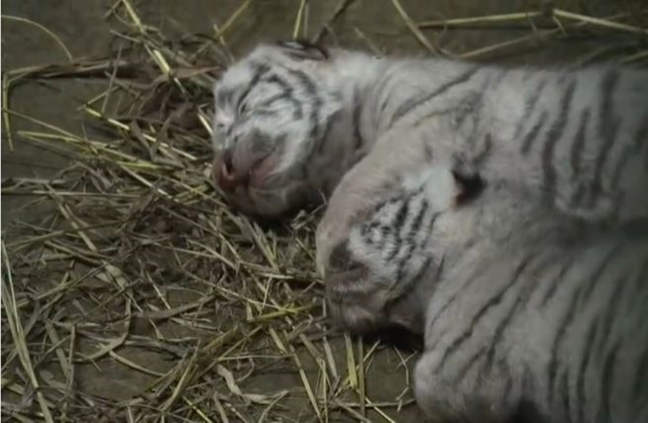 nascono 3 tigri bianche gemelli