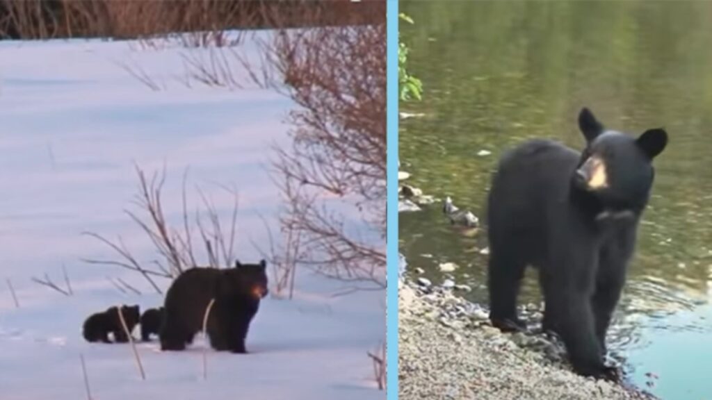 Mamma orsa chiede aiuto per salvare i suoi cuccioli