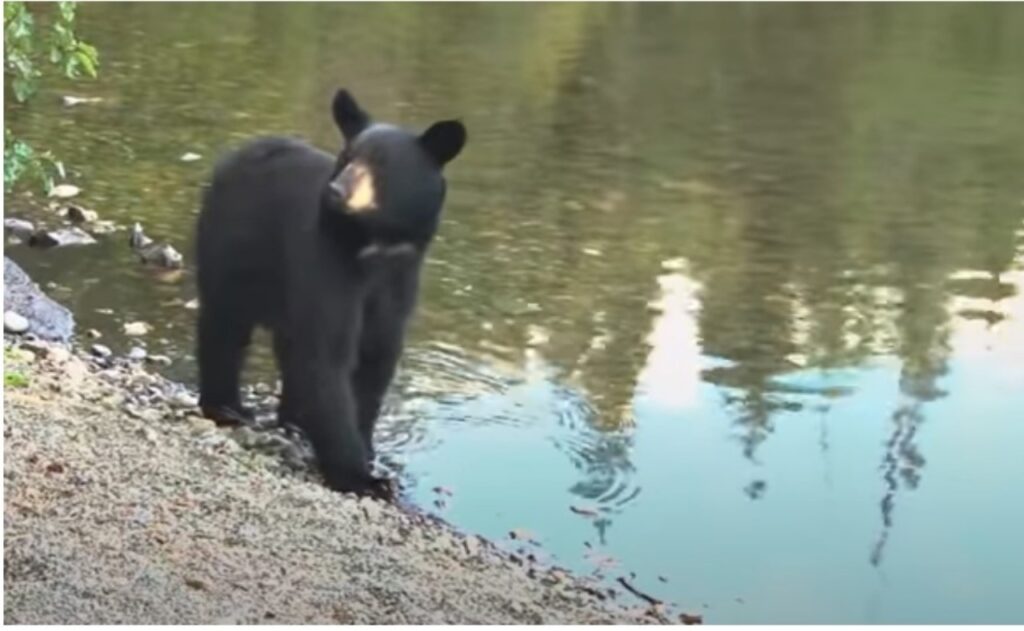 Mamma orsa chiede aiuto per salvare i suoi cuccioli