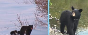 Mamma orsa chiede aiuto per salvare i suoi cuccioli