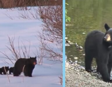 Mamma orsa chiede aiuto per salvare i suoi cuccioli