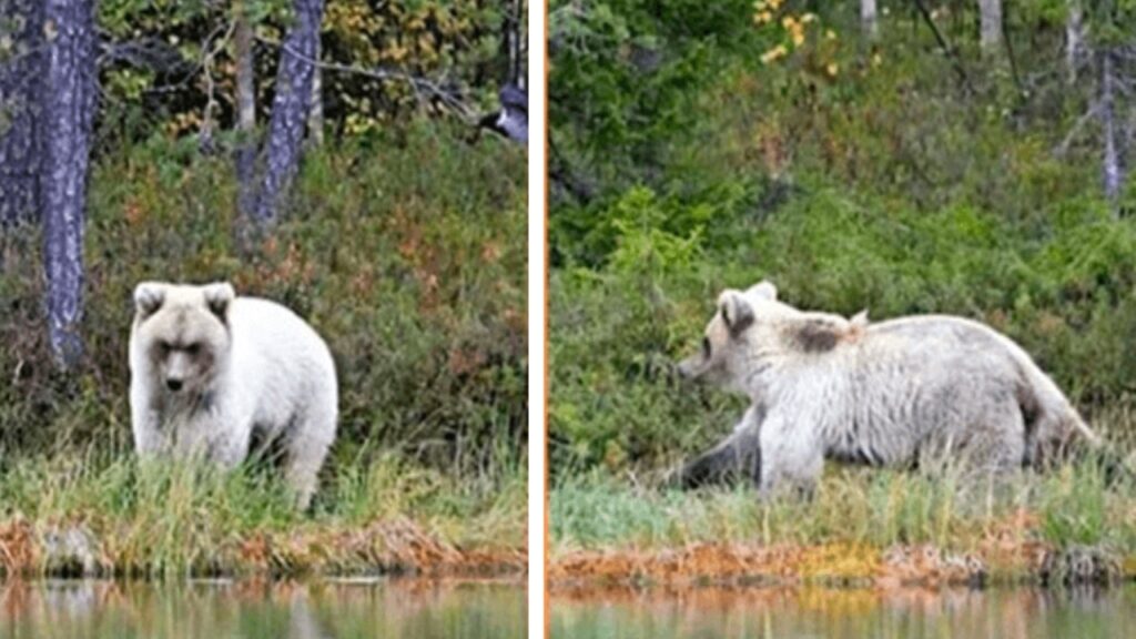 orso bianco nella natura