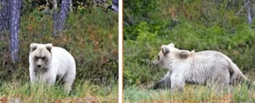 orso bianco nella natura