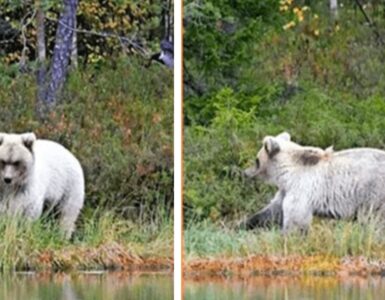 orso bianco nella natura