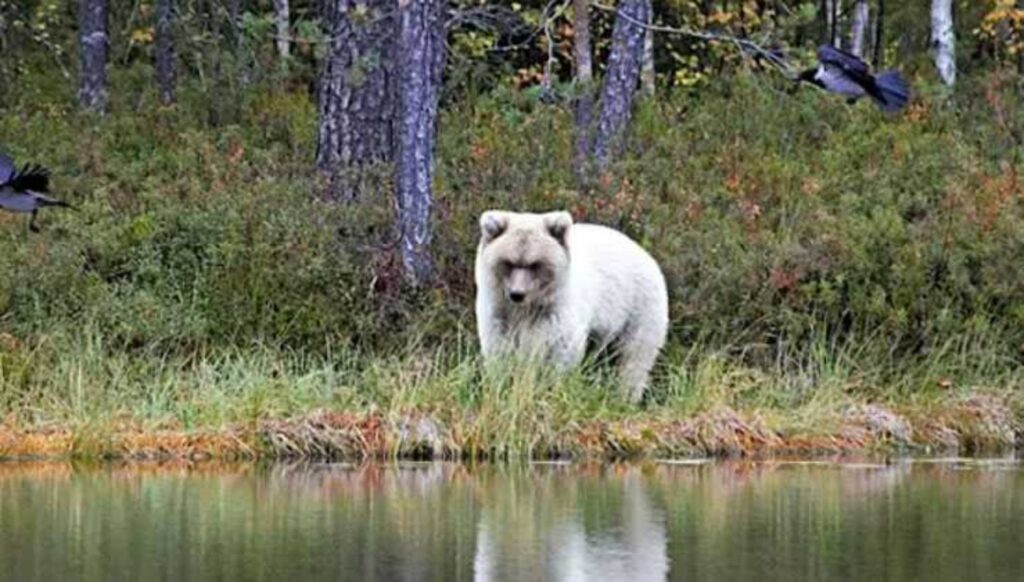 grosso orso vicino la riva