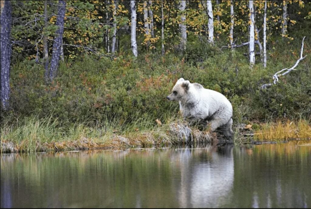 animale selvatico rarissimo