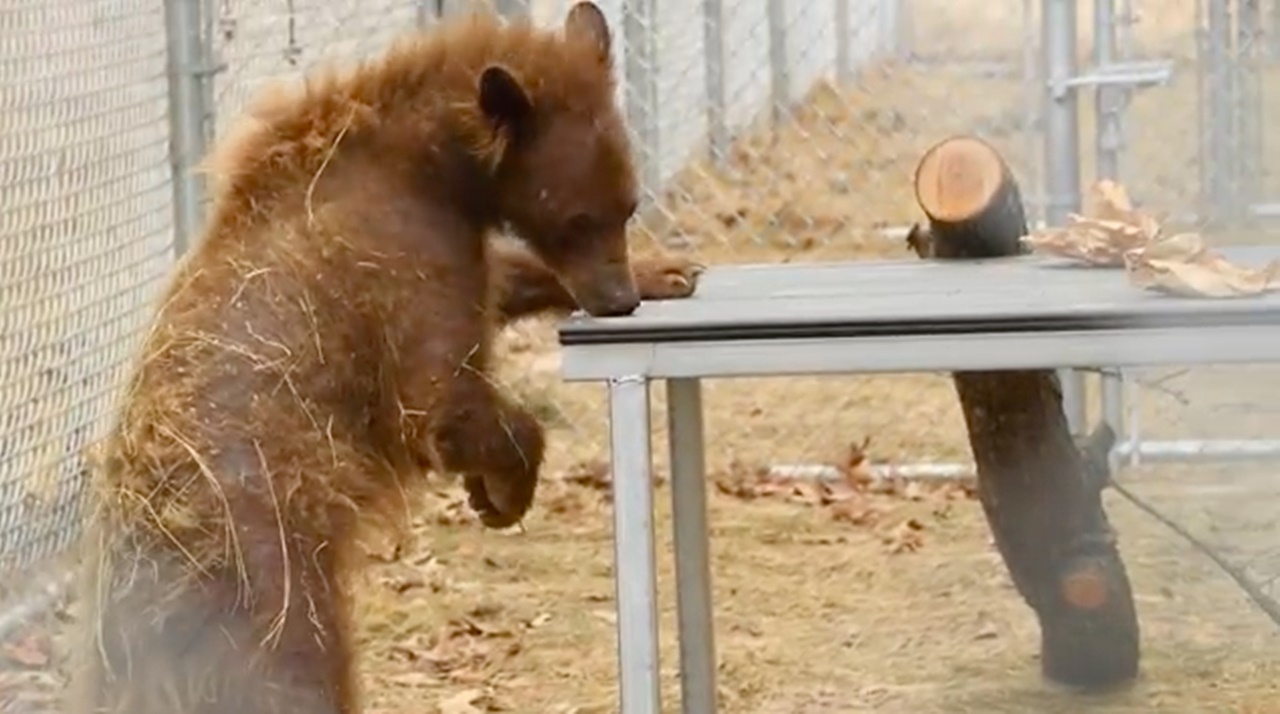 orso senza pelo tavolo