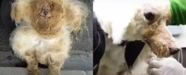 cane con pelo troppo cresciuto