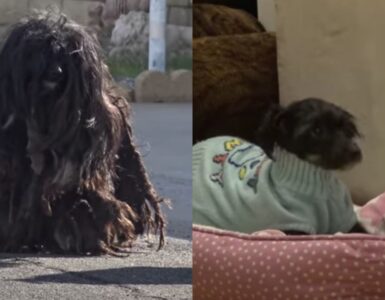 cane dal pelo troppo lungo