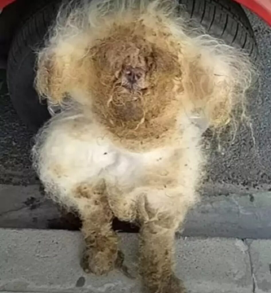 cane con pelo troppo cresciuto