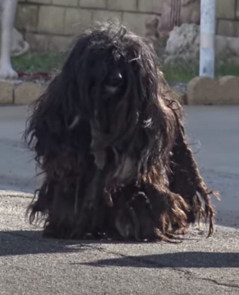 cane dal pelo troppo lungo