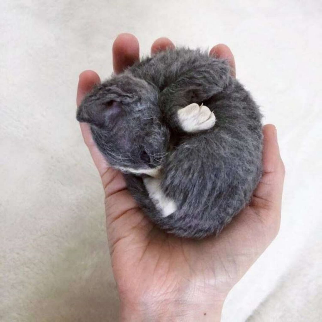 gatto che dorme in una mano