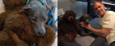 cane abbraccia il suo peluche