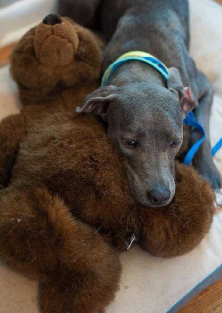 cane abbraccia il suo peluche