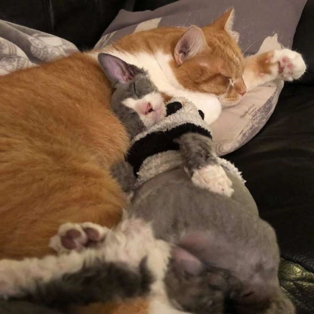 gatti che dormono