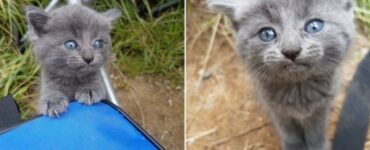Due pescatori adottano due gattini orfani