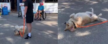 Elsie è un cane davvero pigro!