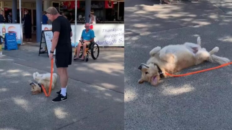 Elsie è un cane davvero pigro!