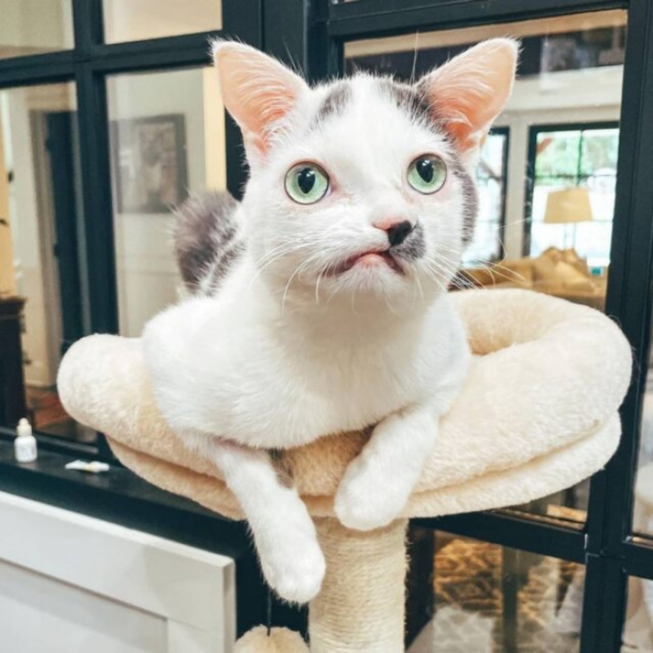 pinocchio gatto