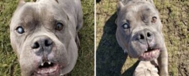 pitbull cieco gioca