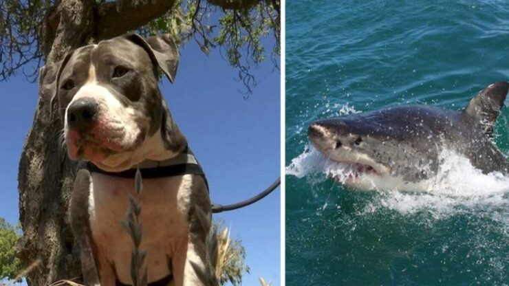 pitbull combatte squalo