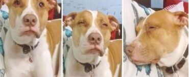 pitbull si addormenta mamma