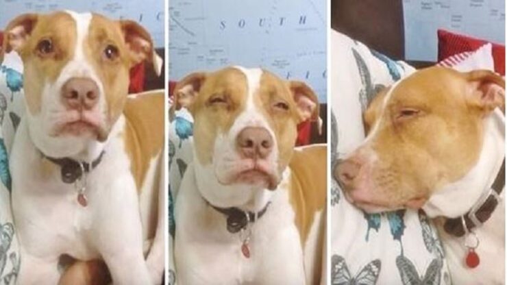 pitbull si addormenta mamma