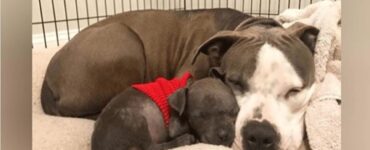 pitbull sofferente coccole
