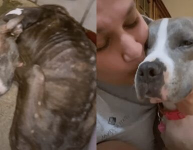 dolce pitbull