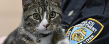gatto