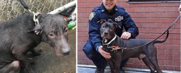 poliziotto adotta cane