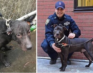 poliziotto adotta cane