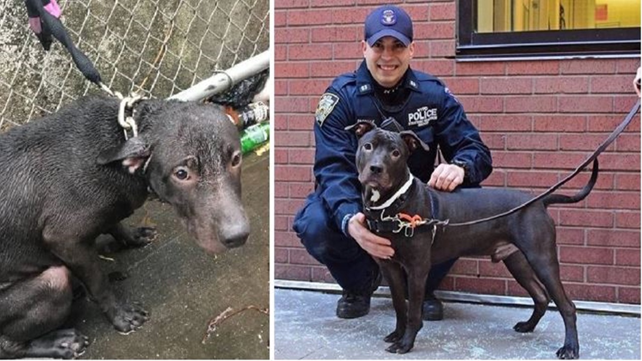 poliziotto adotta cane
