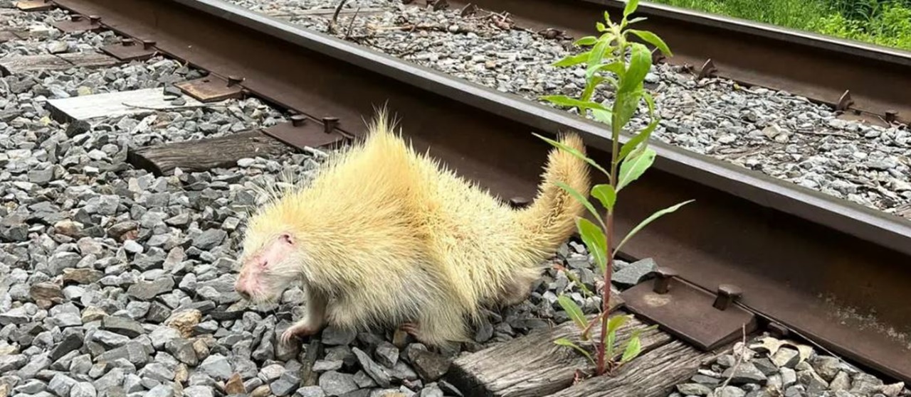 porcospino albino binari