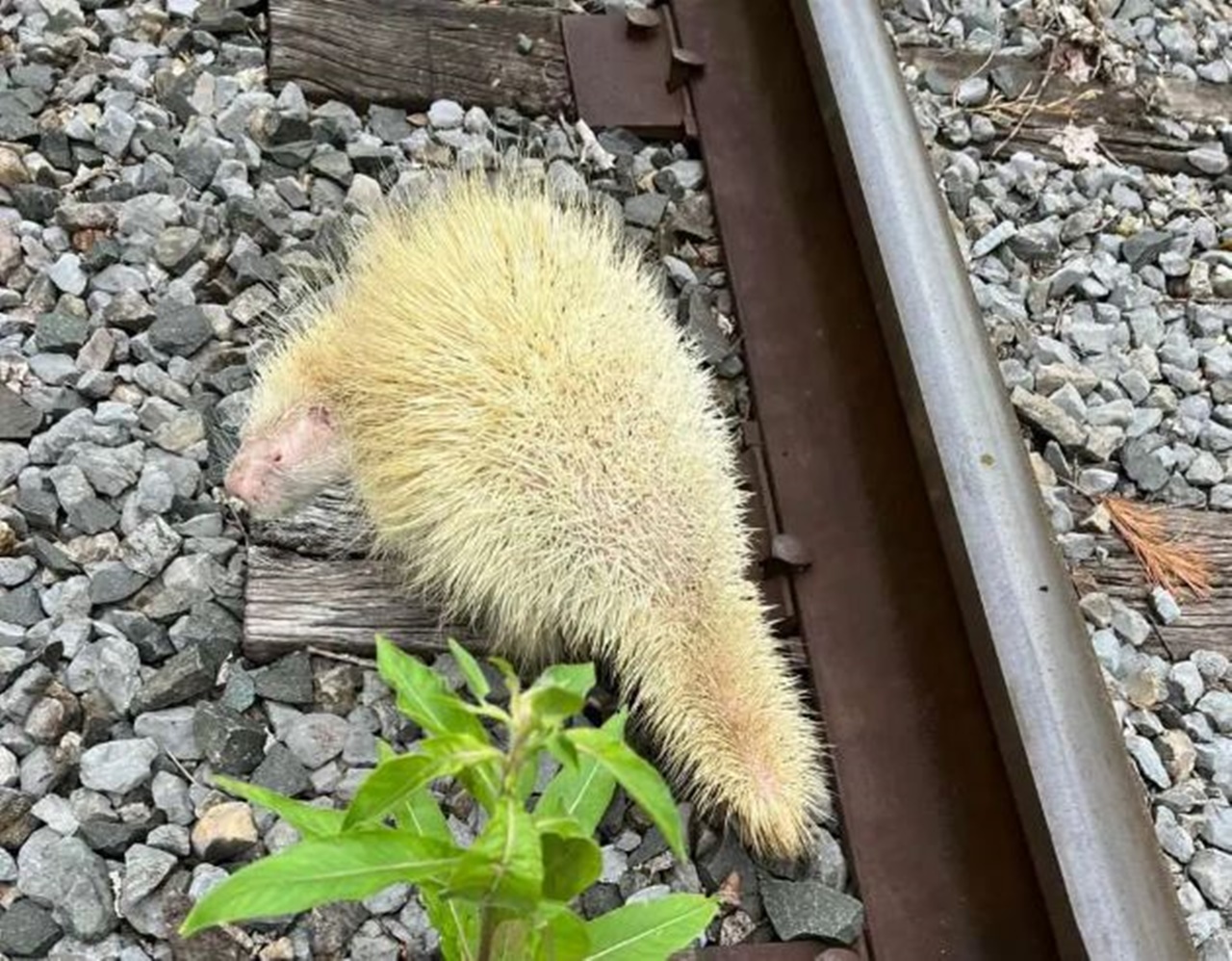 porcospino albino verde