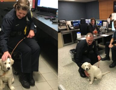 cane al primo giorno di lavoro in centrale di polizia