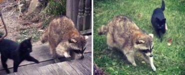 procione cieco aiuta gattini