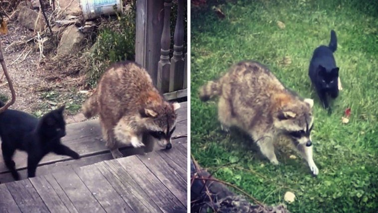 procione cieco aiuta gattini