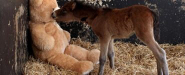 puledro adora il peluche regalatogli dai volontari del santuario