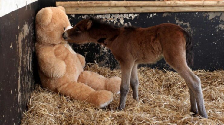 puledro adora il peluche regalatogli dai volontari del santuario