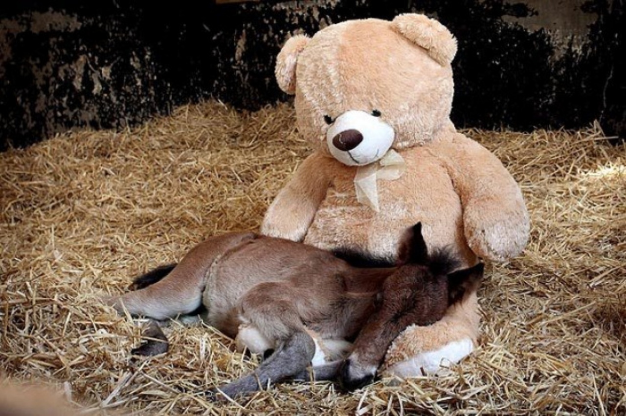 puledro adora il peluche regalatogli dai volontari del santuario