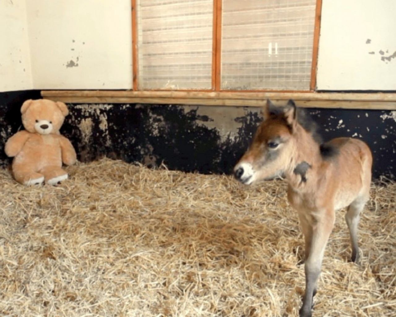 puledro adora il peluche regalatogli dai volontari del santuario