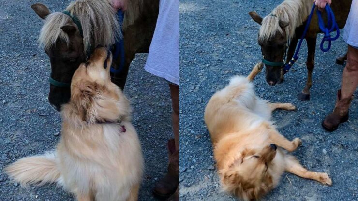 cane che cerca di rassicurare un cavallo triste