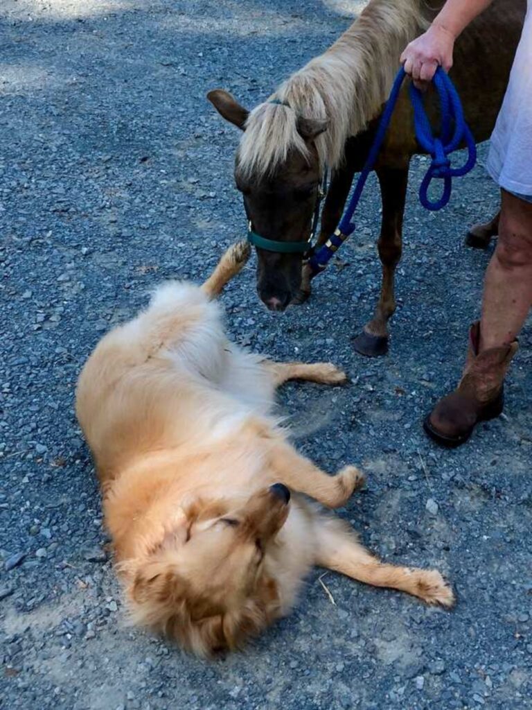 cane che cerca di rassicurare un cavallo triste