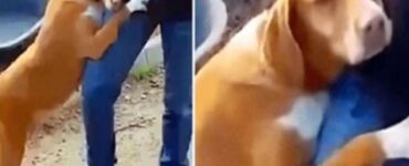 cane randagio viene adottato da un giornalista