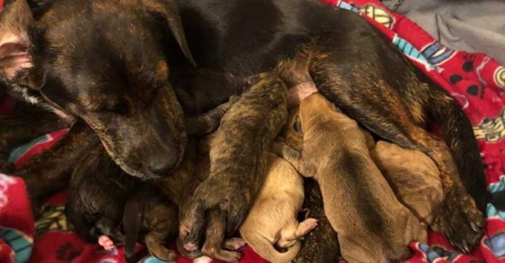 cagnolina incinta partorisce