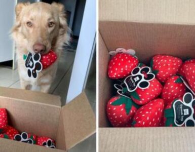 marley riceve la scatola piena di giocattoli