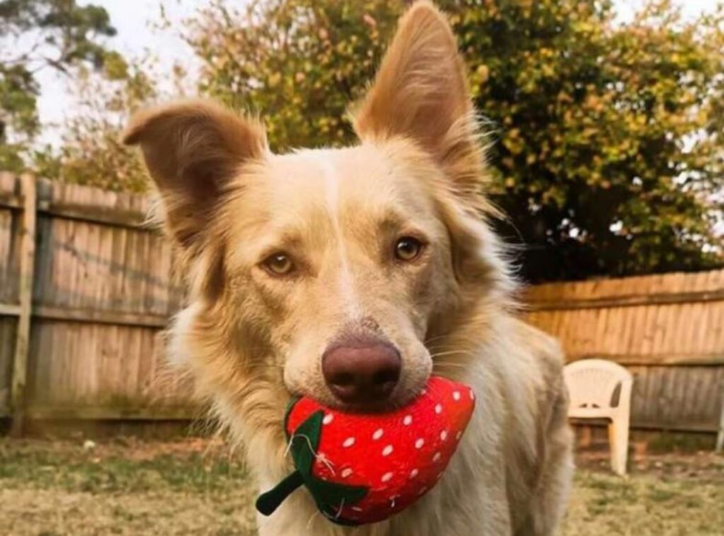 marley con la fragola peluche